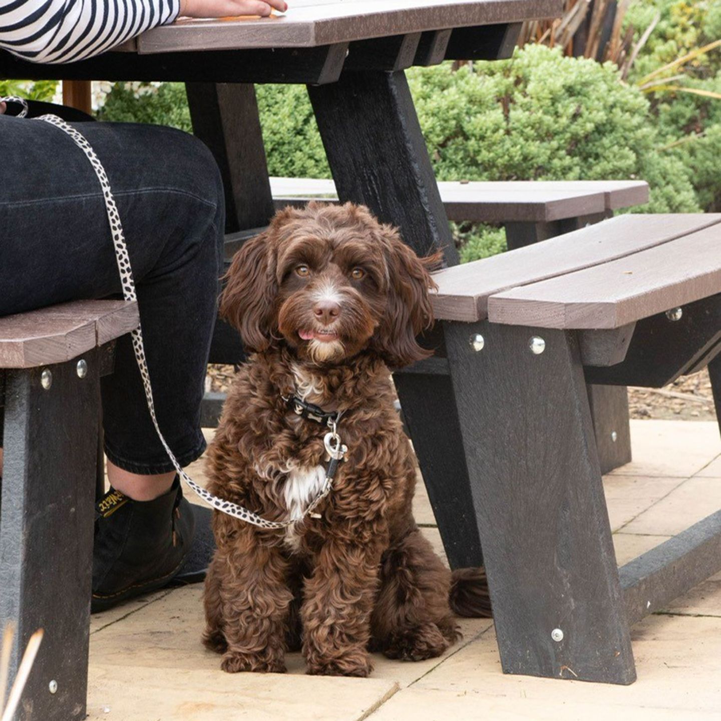 Your local dog friendly pub in Warwick